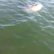 Illustration for article titled Real Lines From This Video of a Massachusetts Man Encountering a Sea Creature